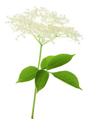 Elderberry flower or Sambucus nigra isolated on a white background.