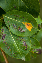 Pear rust and pear black spot. Fungal disease of pear trees.
Pear is affected by the fungal disease Gymnosporangium sabinae and Venturia pyrina.