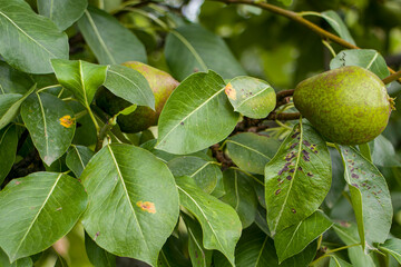 Black spot of pear. Fungal disease of pear trees caused by Venturia pyrina. Pear leaf spot. Pear blister mite.