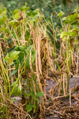 Bean pod. Yellow bean pods on the plant are ready to be harvested.
Bean plant with dried shriveled...