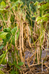 Bean pod. Yellow bean pods on the plant are ready to be harvested.
Bean plant with dried shriveled yellow bean pods ready for harvest, growing in home garden.