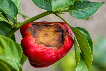 Sunburn in pepper. Fruits of red bell pepper are damaged by sunburn.  Hot and sunny days promote sunscald in peppers. Pepper disease.
