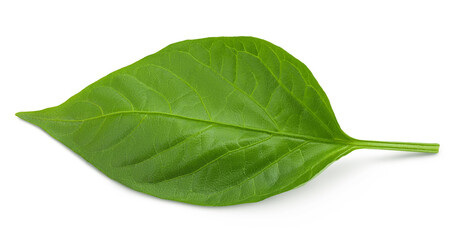 Sweet pepper leaf closeup isolated on white background