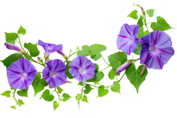Morning Glory with Purple Flowers