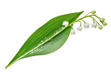 Falling Lily of the valley Leaf, isolated on white background, selective focus