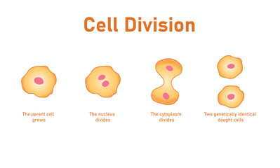 Simple cell division diagram in biology. Mitosis stages.