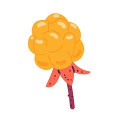 Cloudberry vector illustration isolated on white.