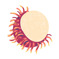 Rambutan doodle vector illustration isolated on white.