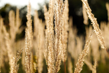 Fototapeta premium field of grass during sunset