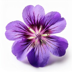 Obraz premium Geranium cinereum 'Ballerina' flower cut out and isolated on a white background