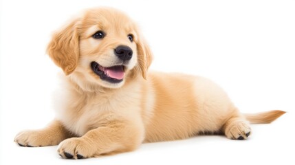 A puppy laying down on a white background with its tongue out, AI