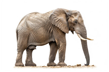 Fototapeta premium A majestic elephant stands gracefully, showcasing its powerful physique and unique texture in a natural setting.