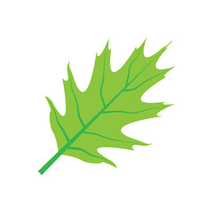 Fototapeta premium leaf logo vector