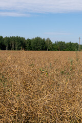 Close-up view of Rapeseed (Brassica napus, also known as oilseed rape) agricultural field with long dried brown ripe pods in sunny summer day. Clear blue sky. Soft focus. Copy space. Oil plants theme.
