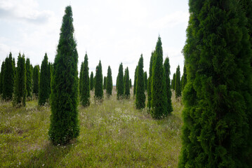 Life trees (Thuja) against the light in a tree nursery, planting