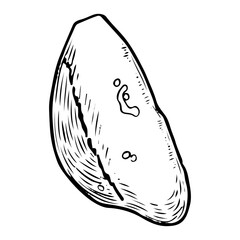 Sea shell sketch hand drawn. Cypraea coin gastropod. Shells of marine seashell. Souvenir from summer holiday on the beach. Vector graphics illustration. Clam porcelain snail.