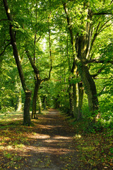 Obraz premium Haselgang im Park der Schlossruine Eichendorffs in Lubowitz bei Ratibor (Oberschlesien)