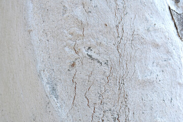 Eucalyptus tree bark texture, Bark of eucalyptus tree, seamless texture, a eucalyptus tree bark texture background image