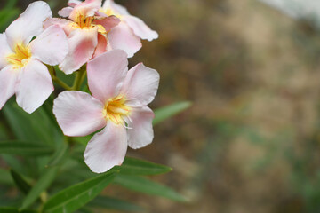 Obraz premium Nerium oleander in bloom, Pink siplicity bunch of flowers and green leaves on branches, Nerium Oleander shrub Pink flowers, ornamental shrub branches in daylight, bunch of flowers closeup