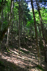 A view from the Valla Canyon hike, one of the highest canyons in the world, located in Kastamonu, Turkey
