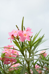 Nerium oleander in bloom, Pink siplicity bunch of flowers and green leaves on branches, Nerium...
