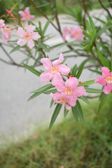 Obraz premium Nerium oleander in bloom, Pink siplicity bunch of flowers and green leaves on branches, Nerium Oleander shrub Pink flowers, ornamental shrub branches in daylight, bunch of flowers closeup