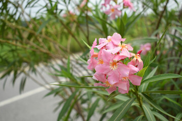 Nerium oleander in bloom, Pink siplicity bunch of flowers and green leaves on branches, Nerium Oleander shrub Pink flowers, ornamental shrub branches in daylight, bunch of flowers closeup