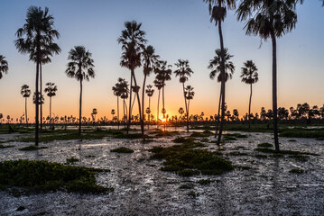 Atardecer increíble en el Bañado La Estrella, Formosa, Argentina. Su flora y su fauna en estado...