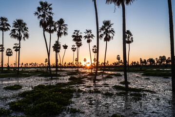 Atardecer increíble en el Bañado La Estrella, Formosa, Argentina. Su flora y su fauna en estado...