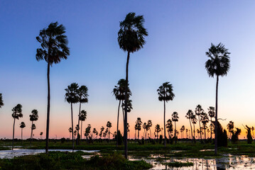 Atardecer increíble en el Bañado La Estrella, Formosa, Argentina. Su flora y su fauna en estado...