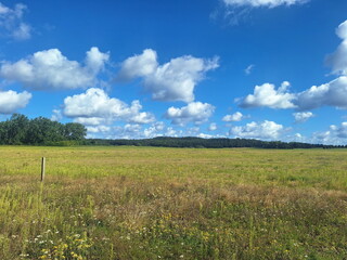 Wiese auf Usedom