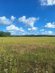 Fototapeta premium Wiese auf Usedom