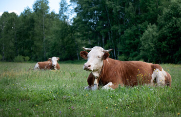 Beautiful Simmental cows resting in the field