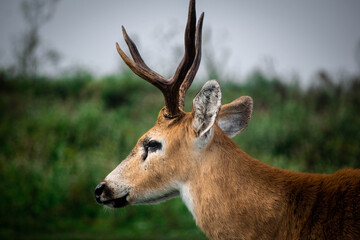 Maravillosa fauna de los Esteros del Iberá en la provincia de Corrientes, Argentina, entre los que se destacan el yacaré, el ciervo y el carpincho. Fauna autóctona en estado salvaje. 