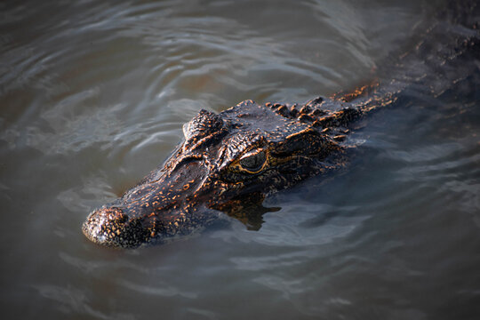 Maravillosa fauna de los Esteros del Iber&aacute; en la provincia de Corrientes, Argentina, entre los que se destacan el yacar&eacute;, el ciervo y el carpincho. Fauna aut&oacute;ctona en estado salvaje. 