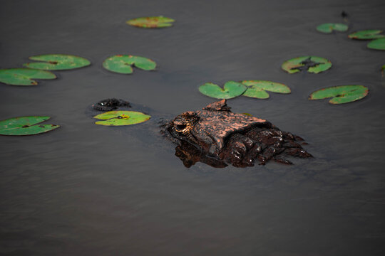 Maravillosa fauna de los Esteros del Iber&aacute; en la provincia de Corrientes, Argentina, entre los que se destacan el yacar&eacute;, el ciervo y el carpincho. Fauna aut&oacute;ctona en estado salvaje. 