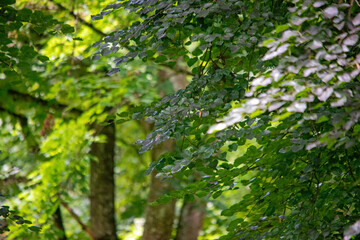 Sommerliches Blätterspiel