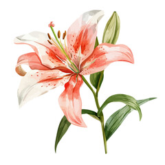 Watercolor of lily flower, isolated on a white background, and lily flower vector