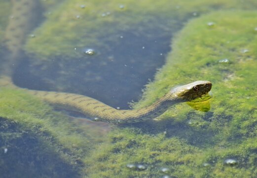 W&uuml;rfelnatter (Natrix tessellata) im Plattensee