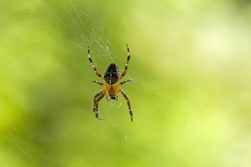 Cross spider seen from top with transparent body and green blurred background