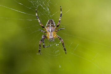 close up view of a cross spider seen from top with hairy body and green blurred background