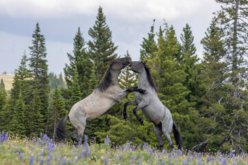 Wild Horse Stallions Fighting in Summer in the Pryor Mountains Montana