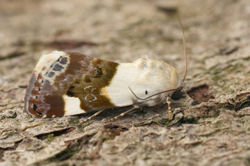 Detailed closeup on a Pale Shoulder owlet moth, Acontia lucida sitting on wood