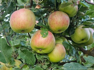 apples on the tree
