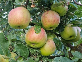 apples in the garden