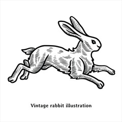 Rabbit illustration. Rabbit drawing. Heraldic rabbit hand drawn illustration in vintage style