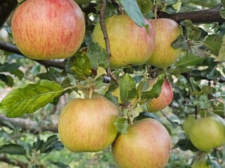 apples on tree