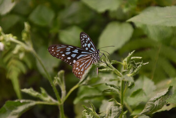 Obraz premium A close-up of a beautiful blue tiger butterfly on Lantau Island in Hong Kong.