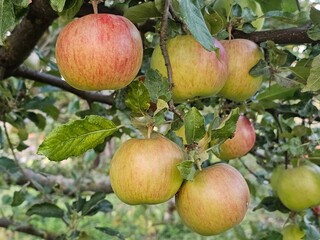 apples on a tree, apples on a branch