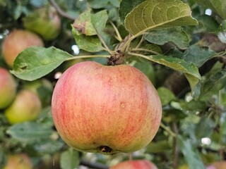 apples on tree